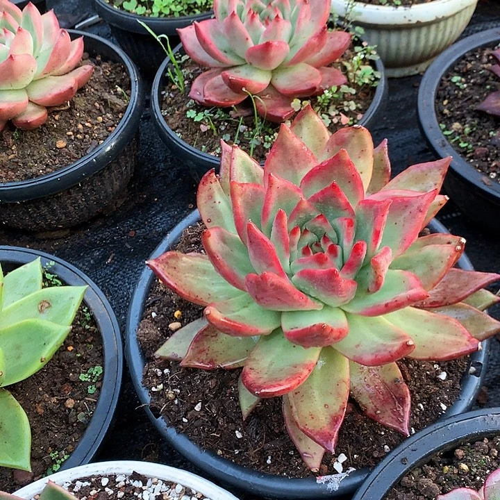 美肉特价活动开始啦