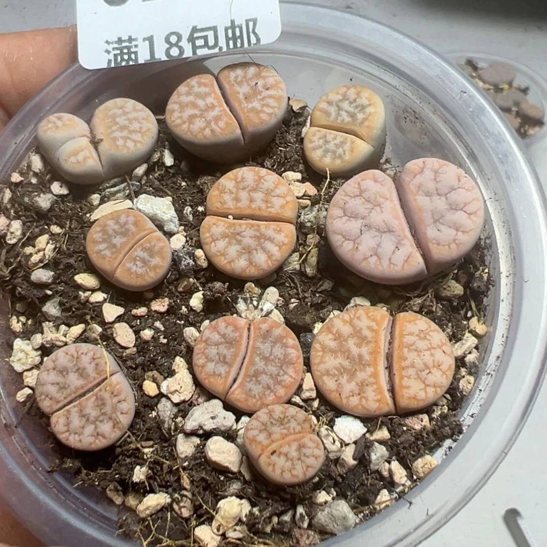 【闪购商品】 027。