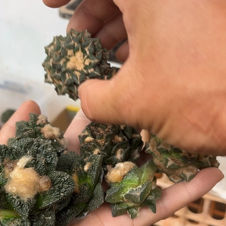 小***壮苗接落地牡丹九颗