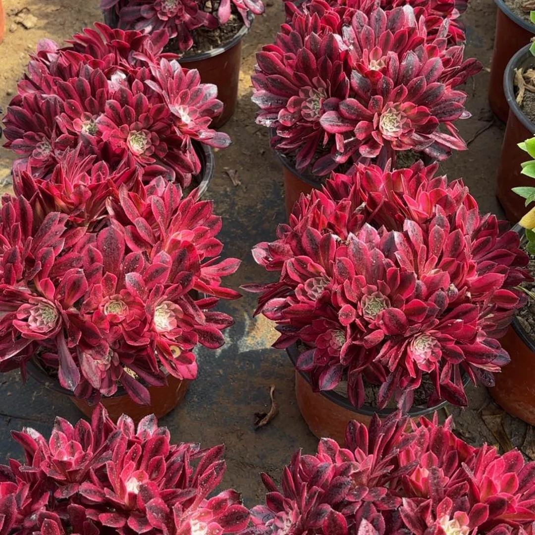 黑铜白绣球9.9多肉植物