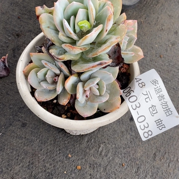 呵*哒夏悦多肉0603-38奶茶