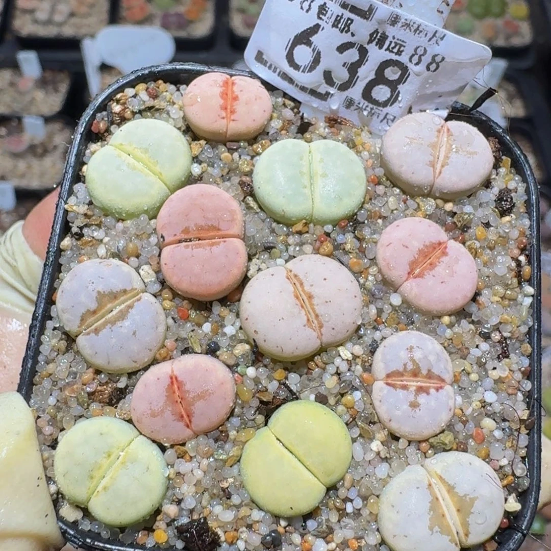 Zzzz精品生石花638