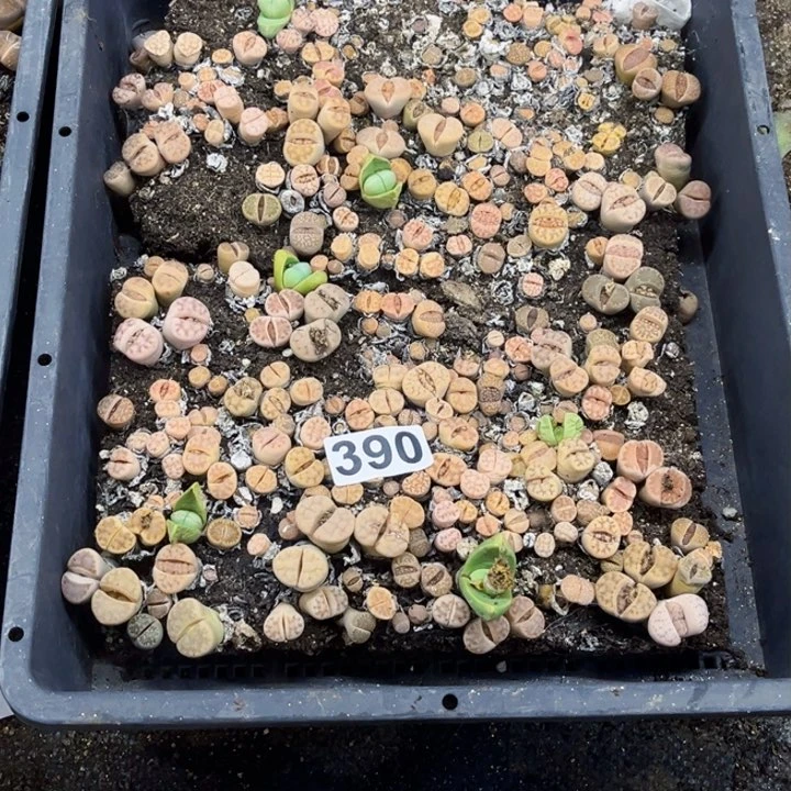 390 生石花一物一图如图