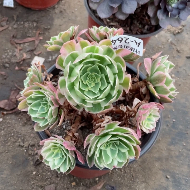 264海王多肉123456789