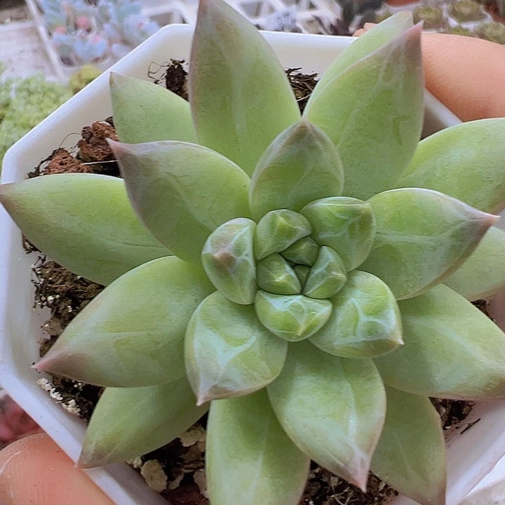 伊卡鲁斯带盆19包邮