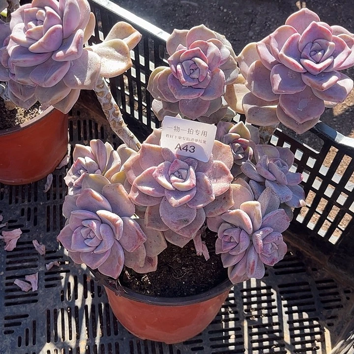 紫乐石化锦，一物一拍