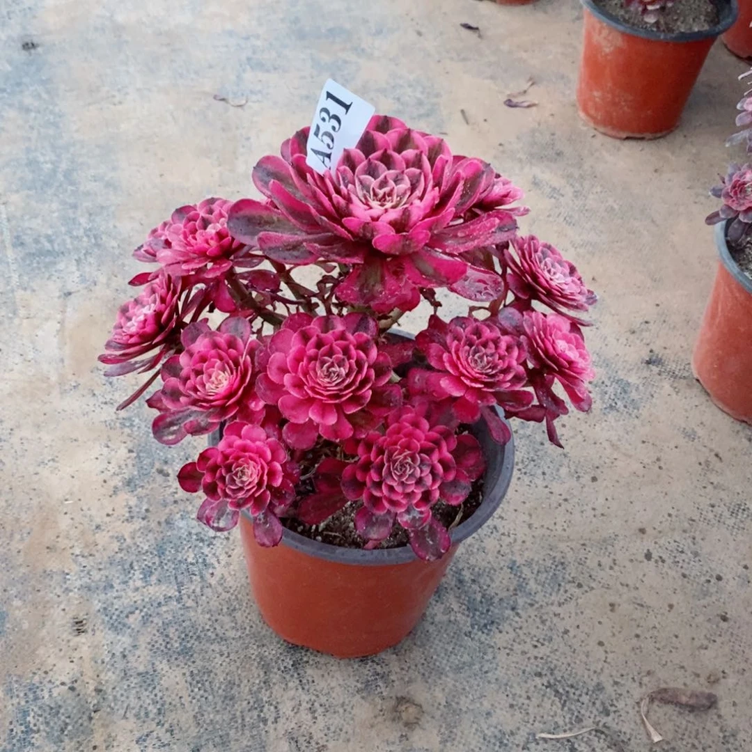 花***子嫩桩白月光531多肉法师