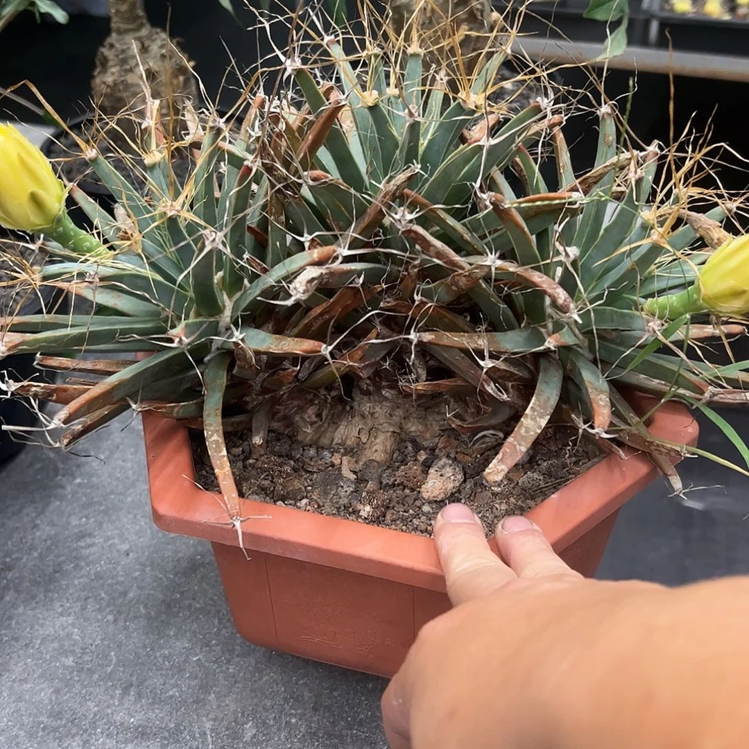 T***品三头大光山66666688888