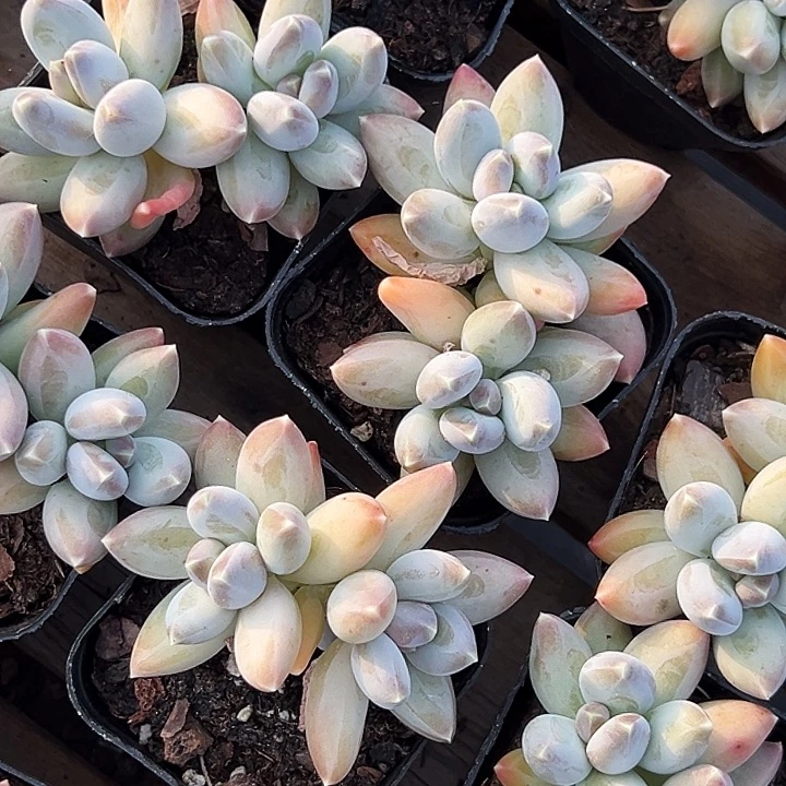 双头          松果    美人