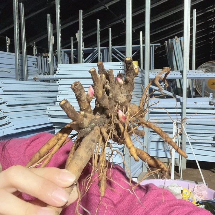 当前无花栽培后可以开花混苗