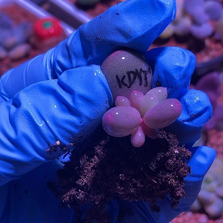 宽大叶奶酪锦基因多肉