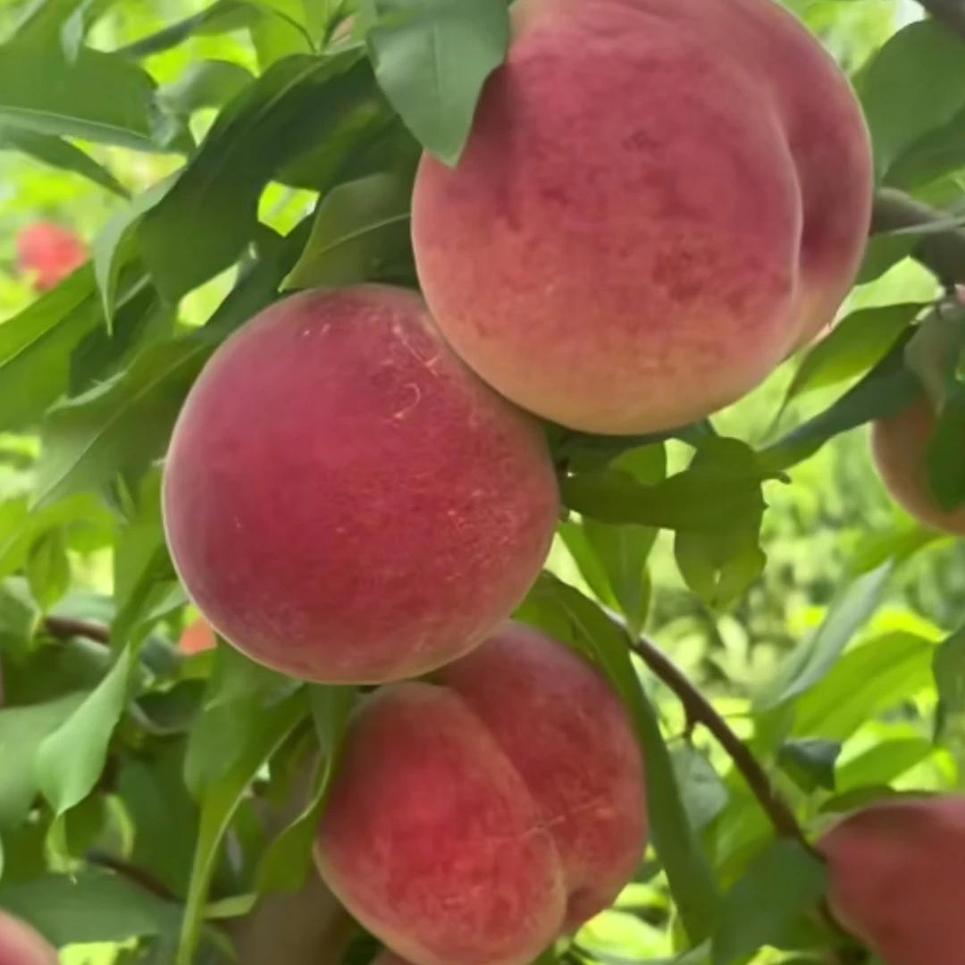 春生一号 一年成苗 12月发货