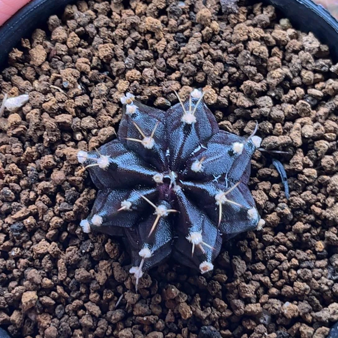 nina 米哈仙人球