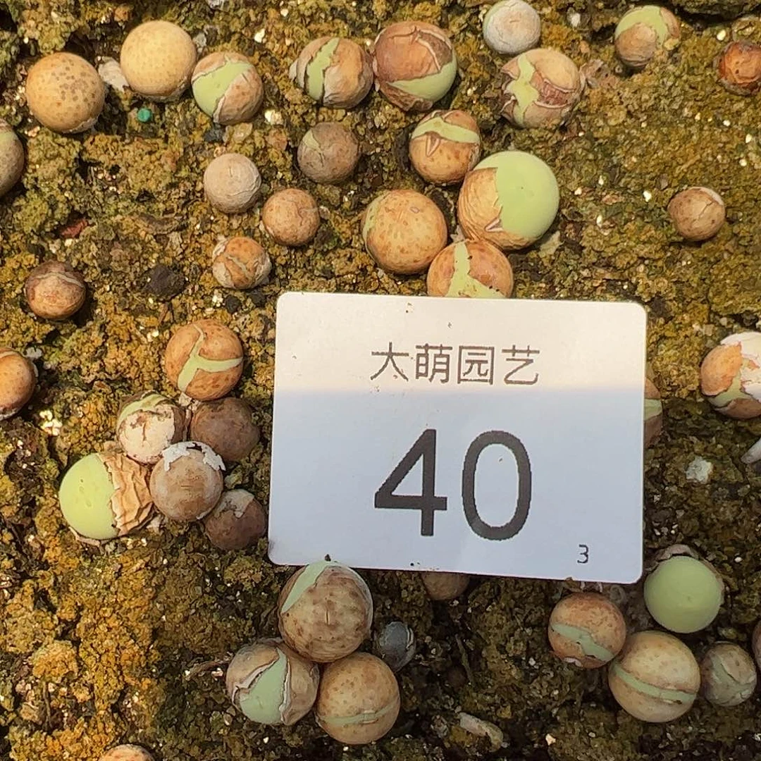 0000量拍盒鸽子蛋12颗尺寸不低于1.0