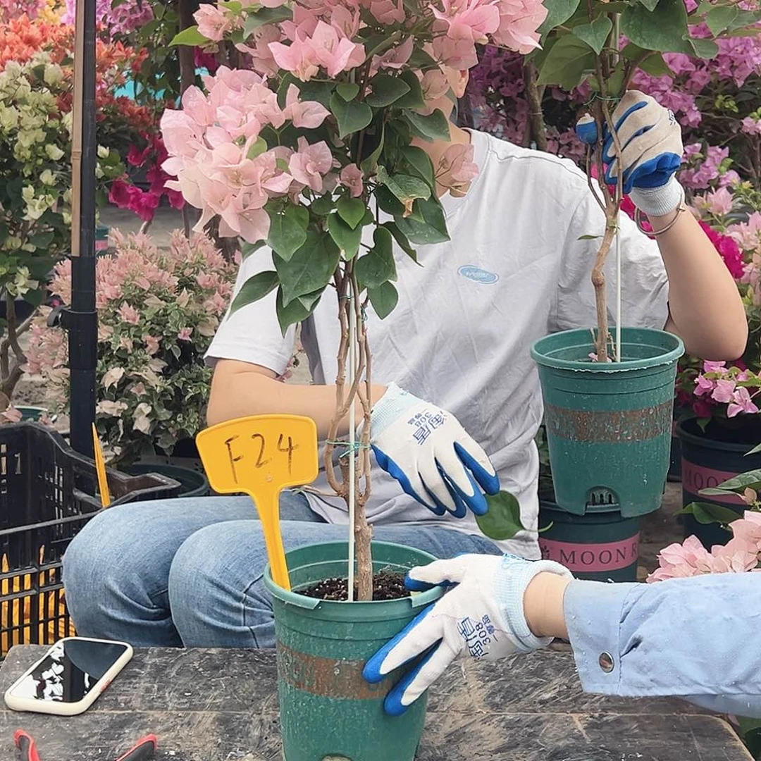 半***夏大部分花苞少量开放F24安娜