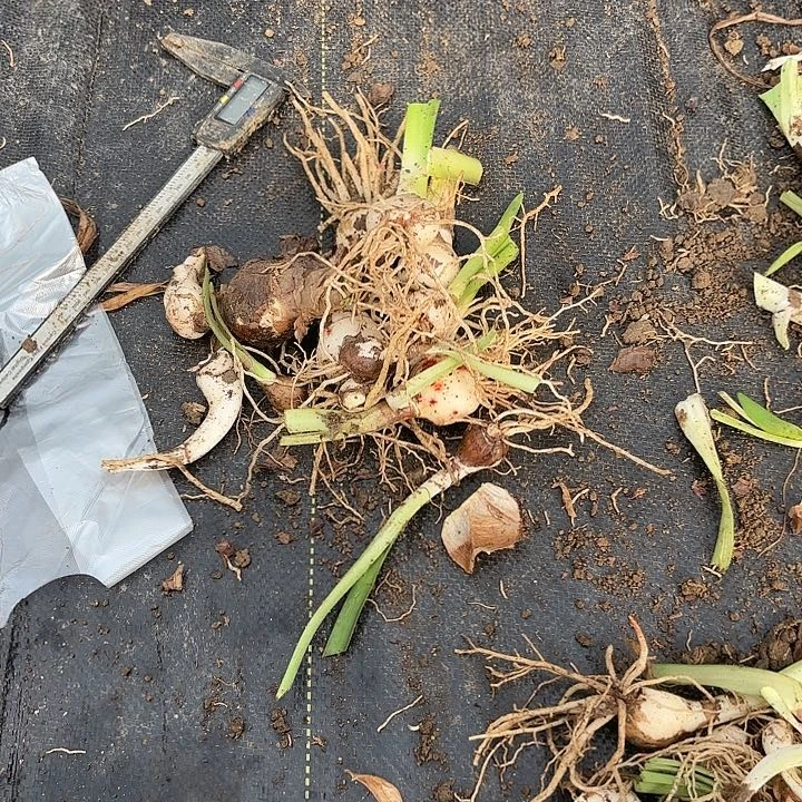 杂交一小堆侧芽开花无售后