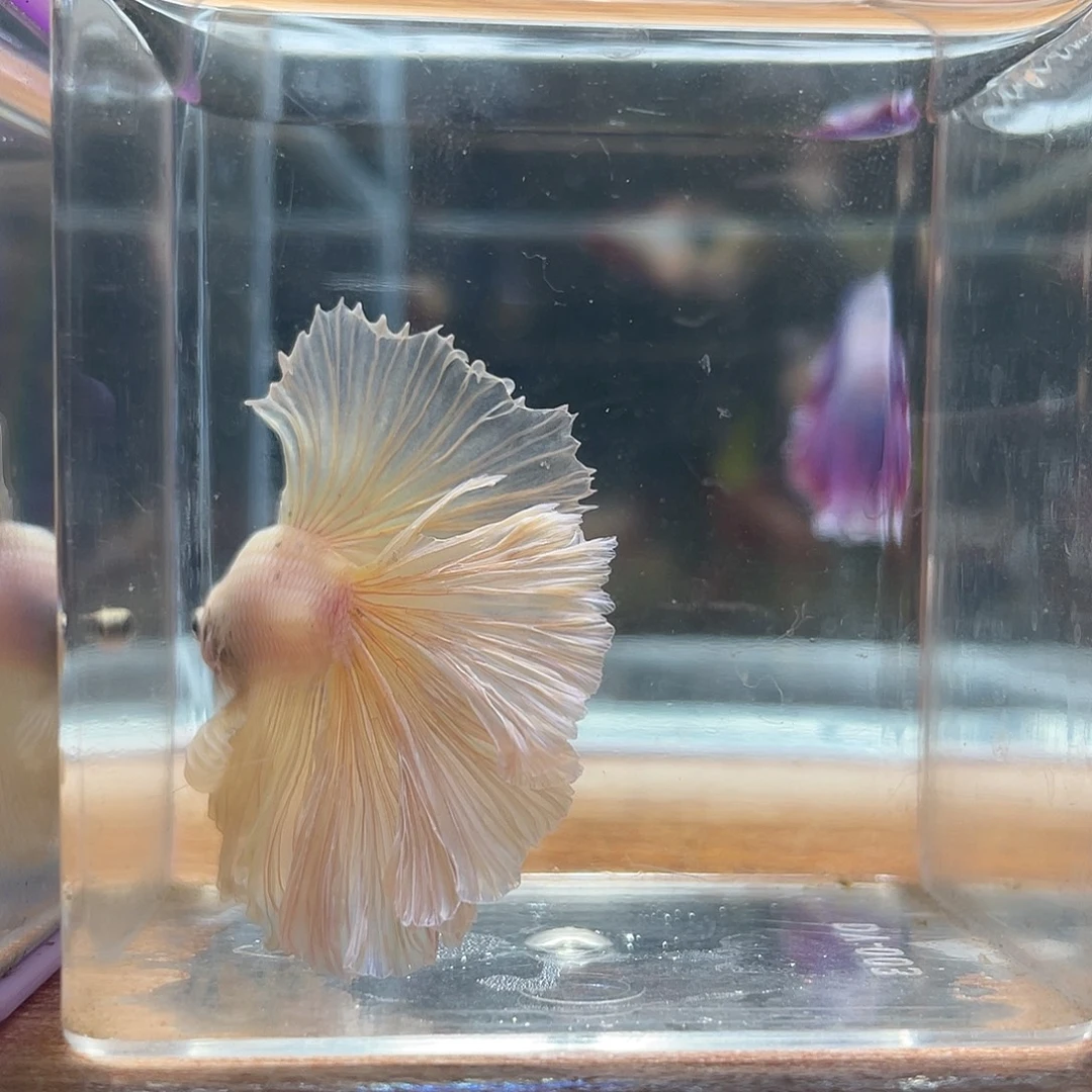 斗鱼可博泰斗092621