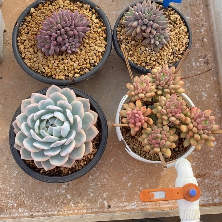 橙梦露锦金鱼姬水晶球岩字