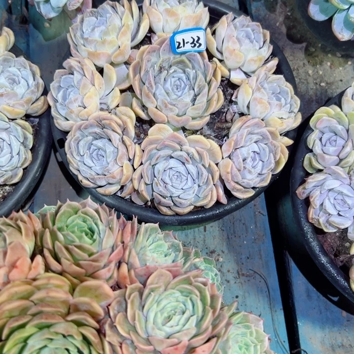 大***子精品多肉植物老桩