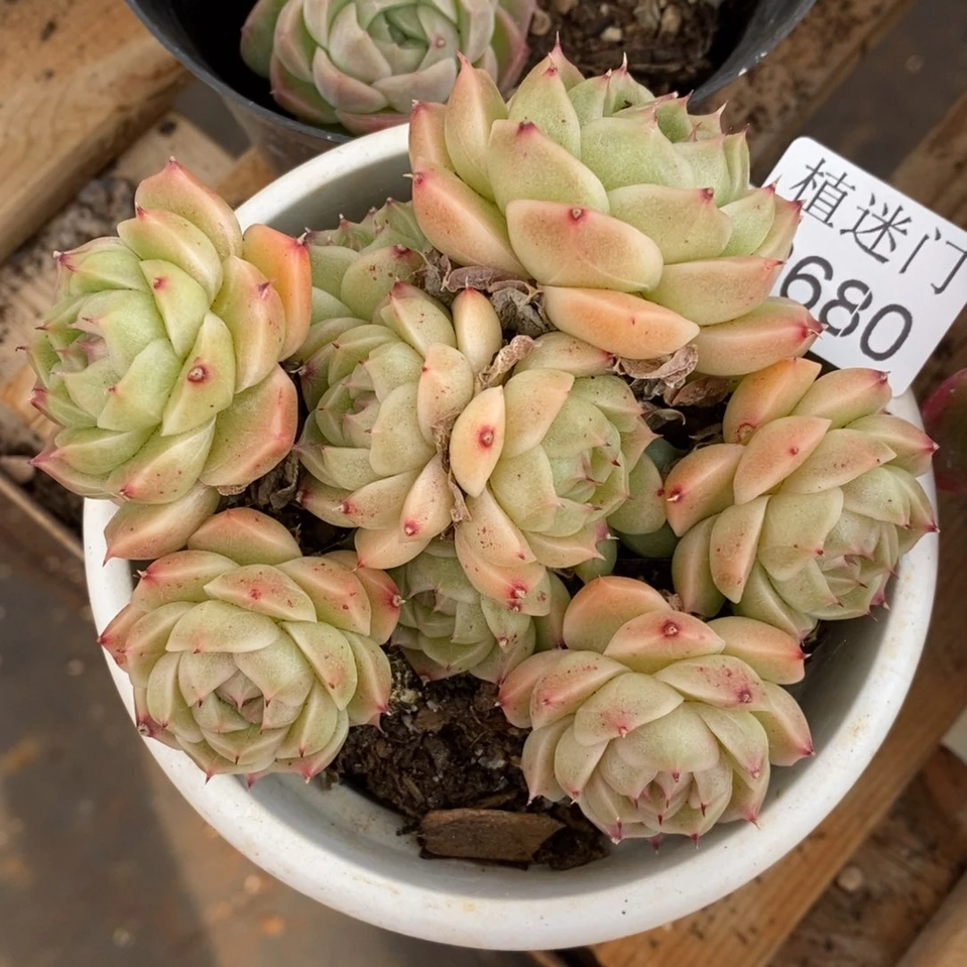 A***光不包整散掉头8680~10厘米