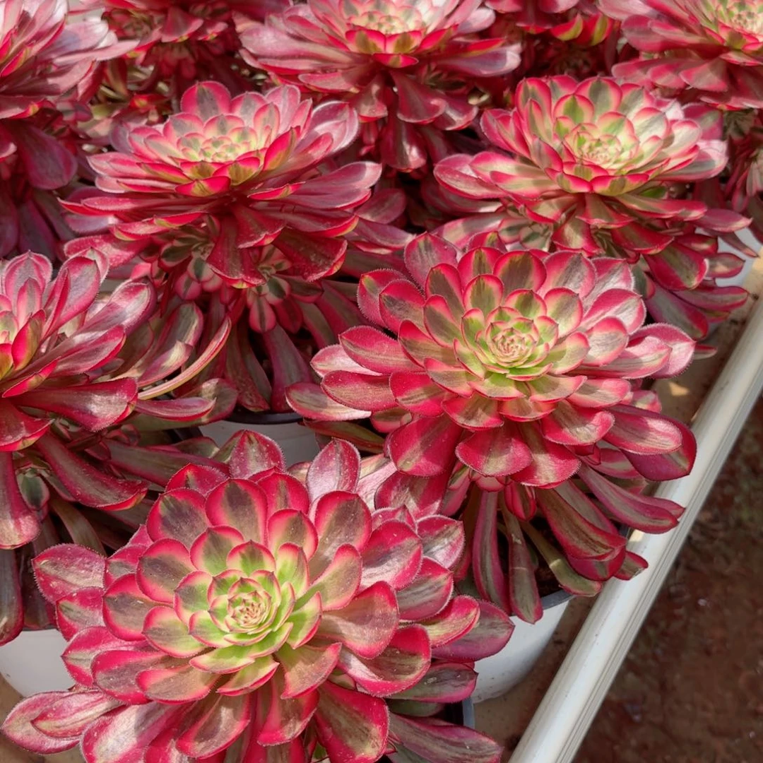 180白月光单头满圈仔多肉法师量拍