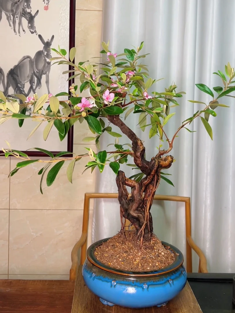 实物实拍舍利老桩桃金娘山捻子盆景