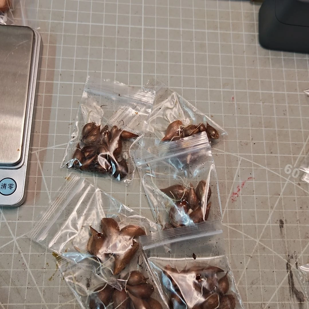 余***版酢浆草早花盲盒一份