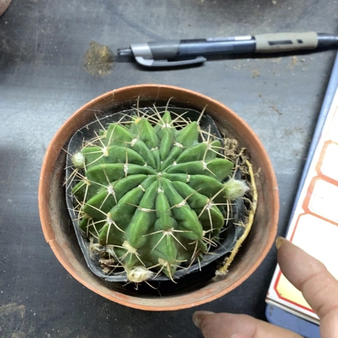 【闪购商品】丽花小球5个