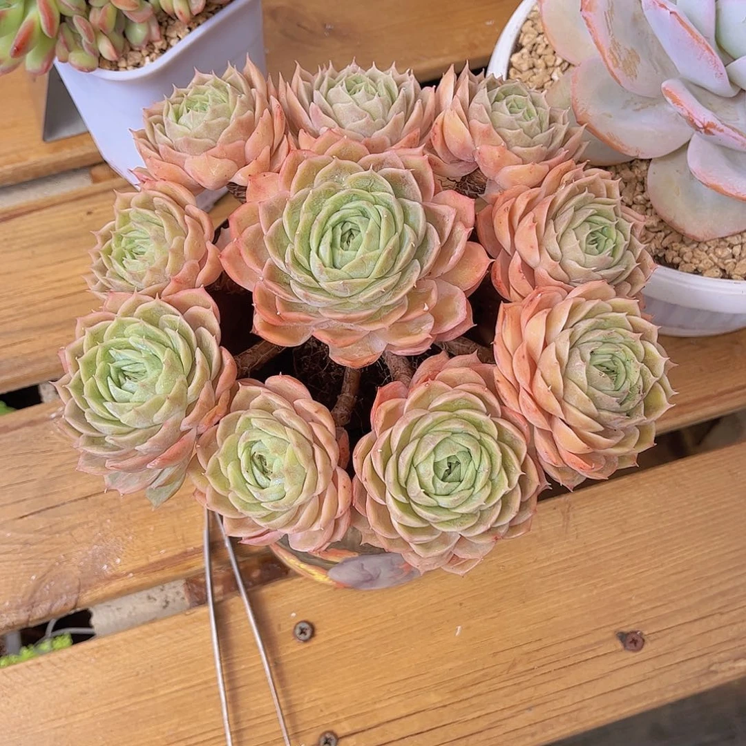 一***梦韩版昂斯洛精品多肉