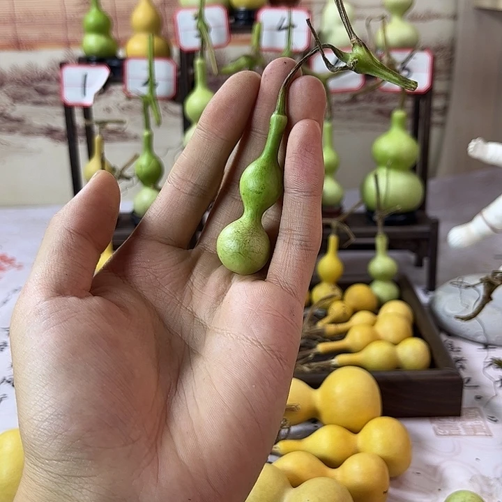 葫芦葫芦葫芦葫芦