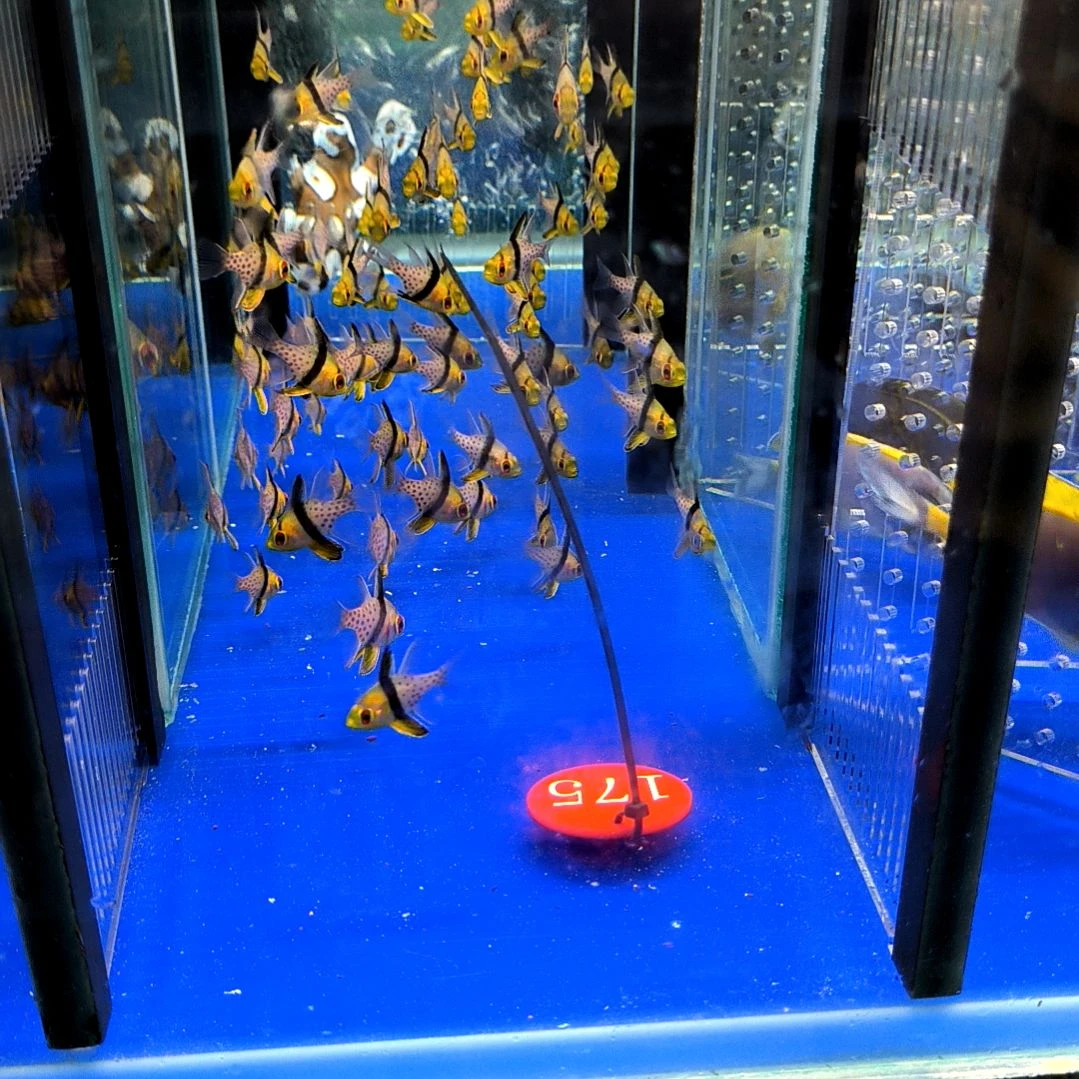 海水鱼红眼玫瑰小号2条装运费30/1-4-175