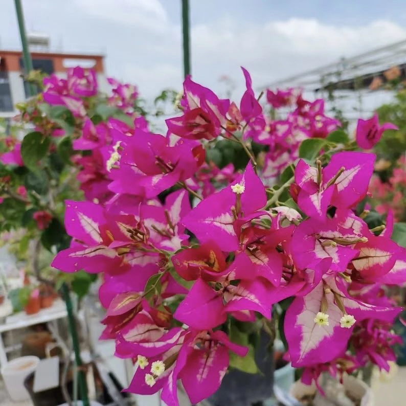 带盆(小倾城)加仑发货包对版精品三角梅 不带花 千梅园