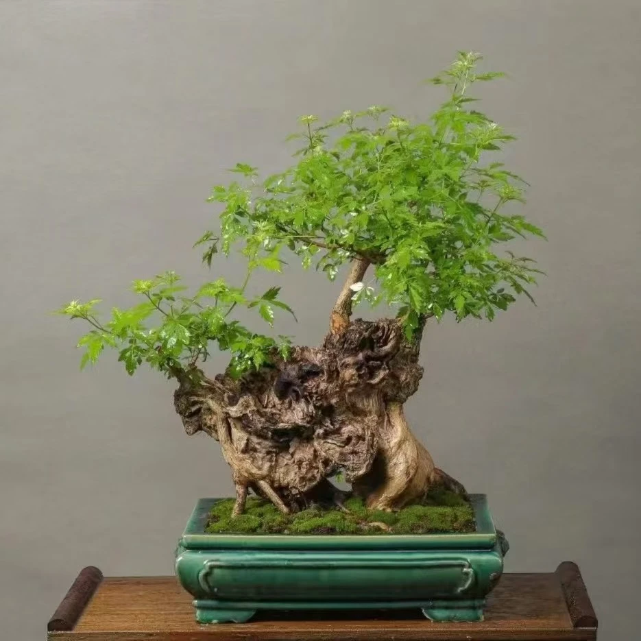 黄荆绿植盆景老桩（直播间一物一拍）