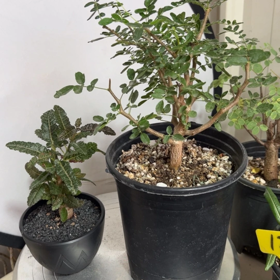 李***住娜娜➕滔天带盆11111111