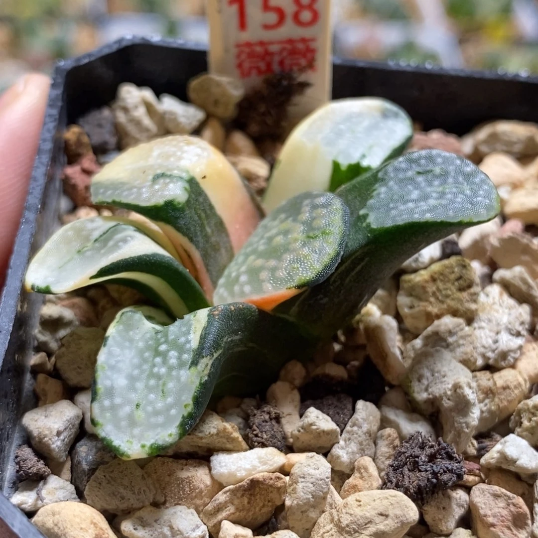 158点点寿锦多肉植物