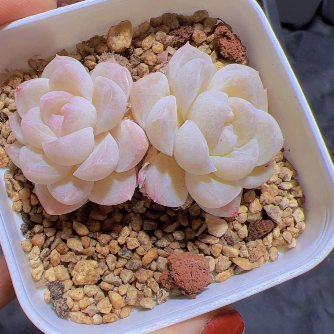 蜉*新品，多肉植物