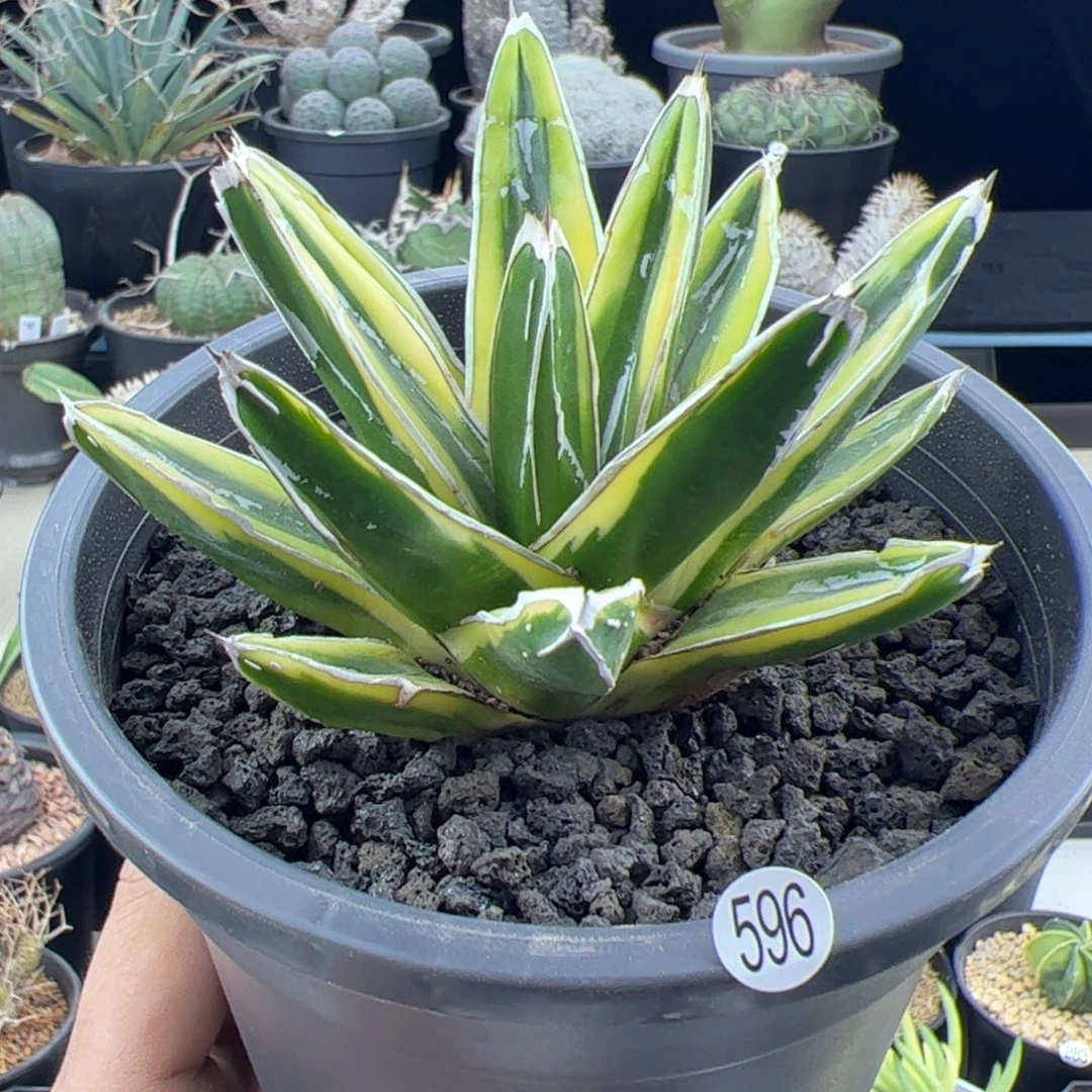 辉山龙舌兰一物一拍