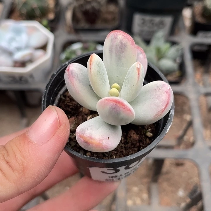 364乒乓福娘锦仙人球植物