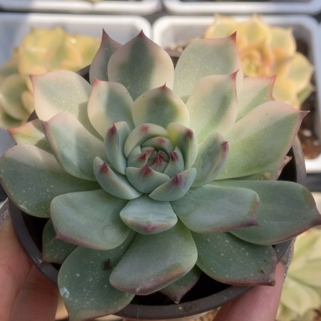 036锦锦锦锦锦锦锦锦锦