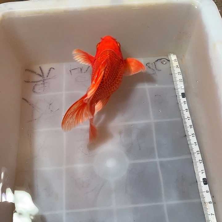 你***吗蝴蝶鲤鱼渔场直发105