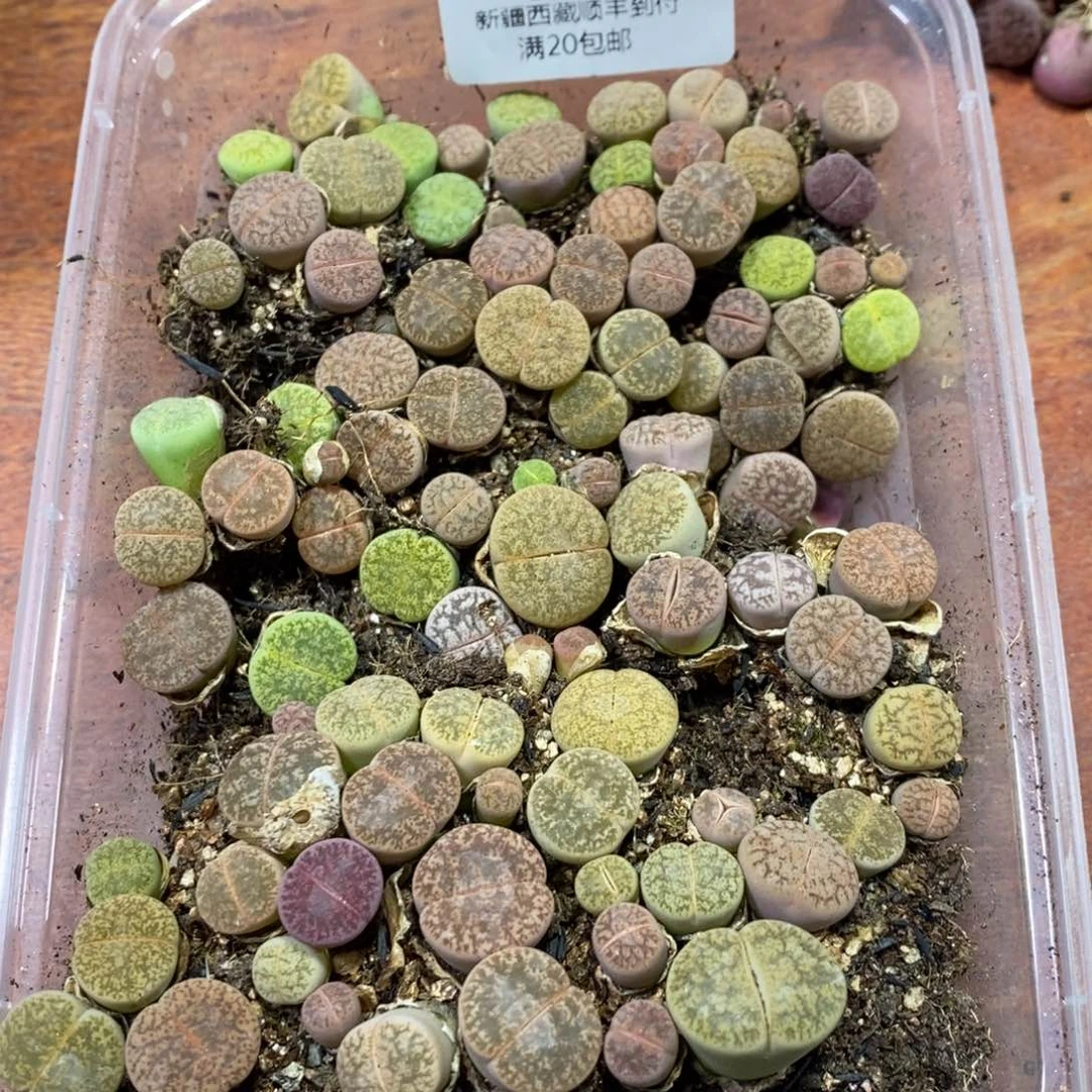 多肉蛋炒饭，感谢您相伴448