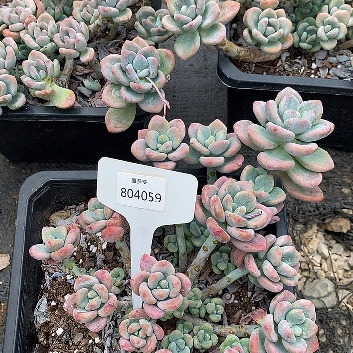 福利三颗一筐，804059