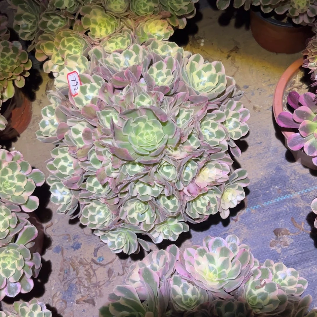 792多肉植物青苹果