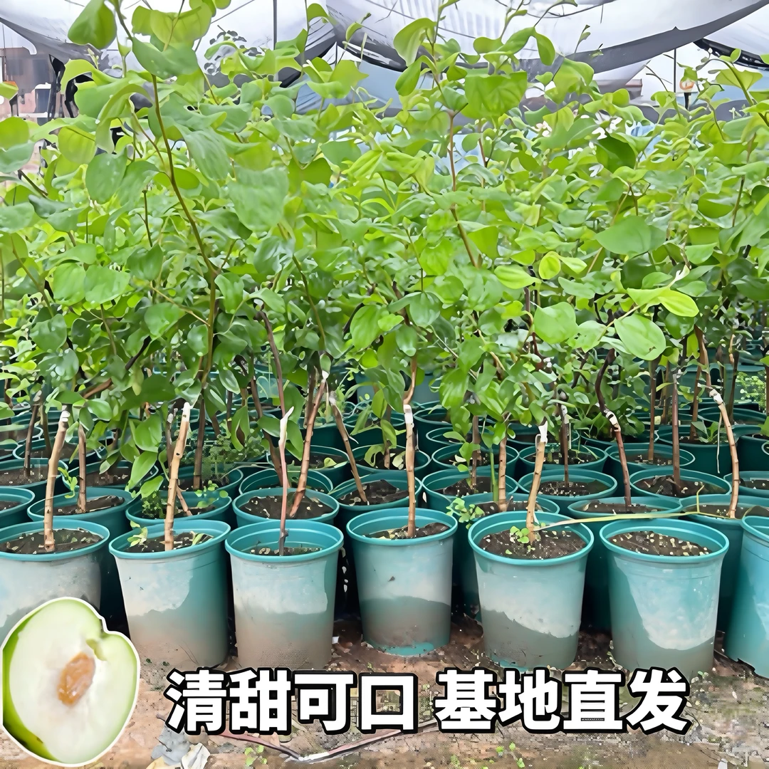 苹果枣树苗台湾大青枣牛奶枣树苗南北方种植盆栽果树苗