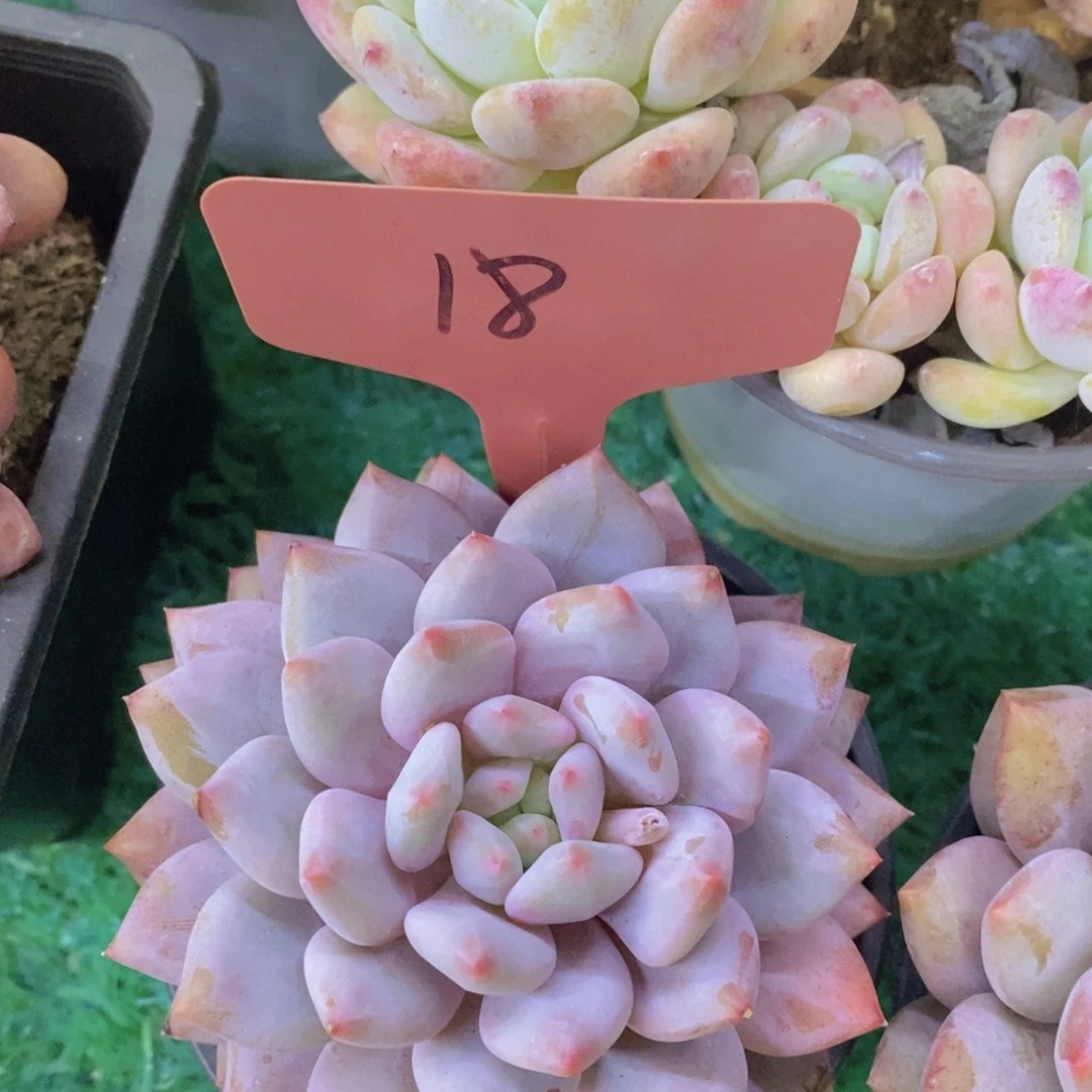 开心多肉，专场4开始了，5给1