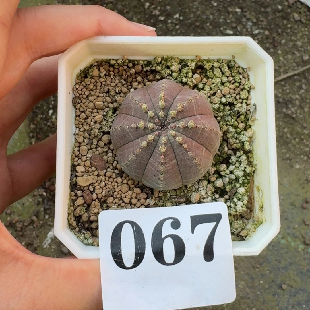 做***己白肌布纹球一物一拍多肉