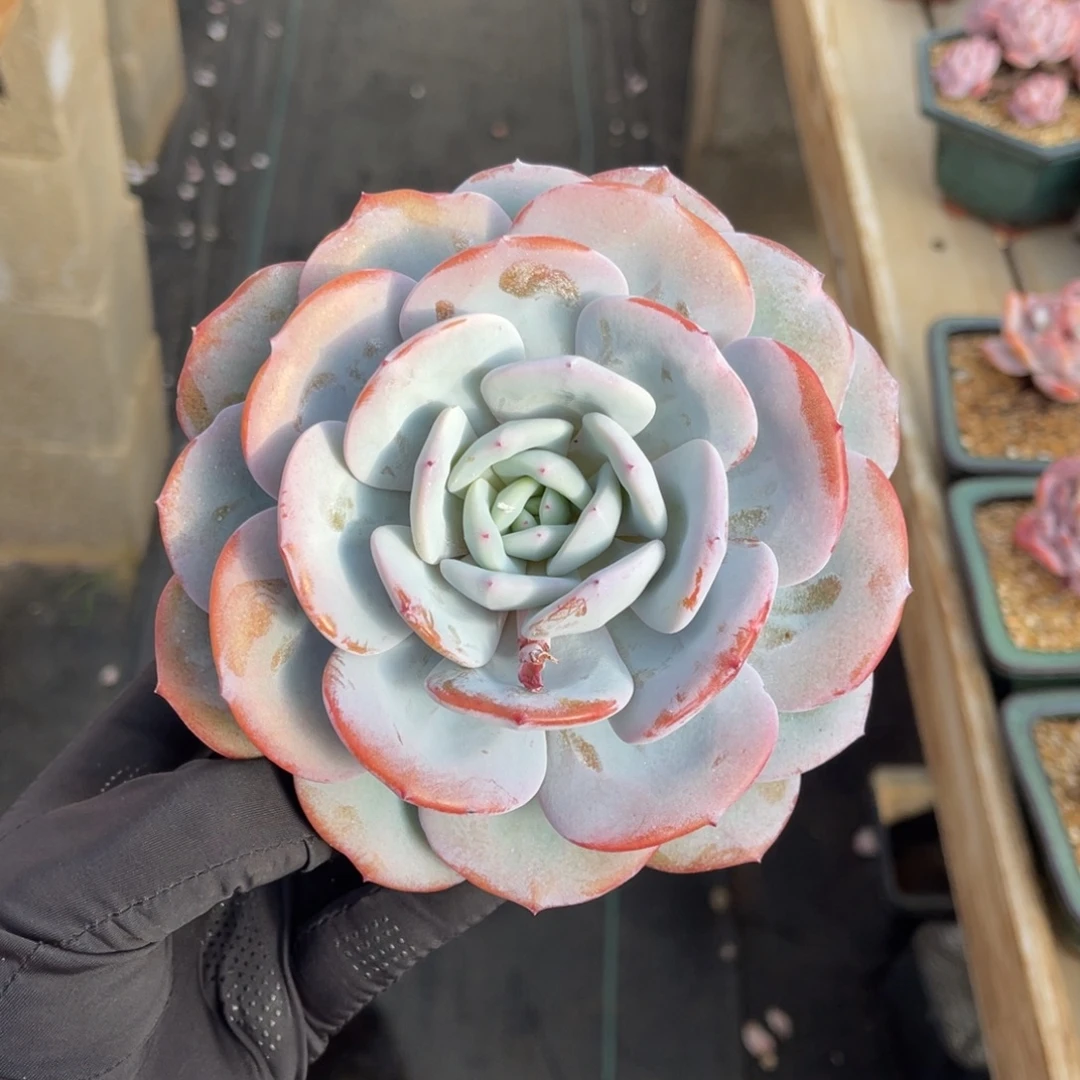 一物一拍不支持退换