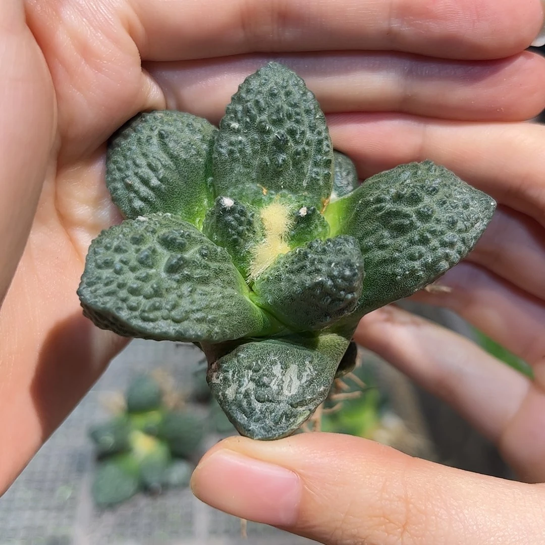 6.5cm自根龙角哥斯拉萝卜根