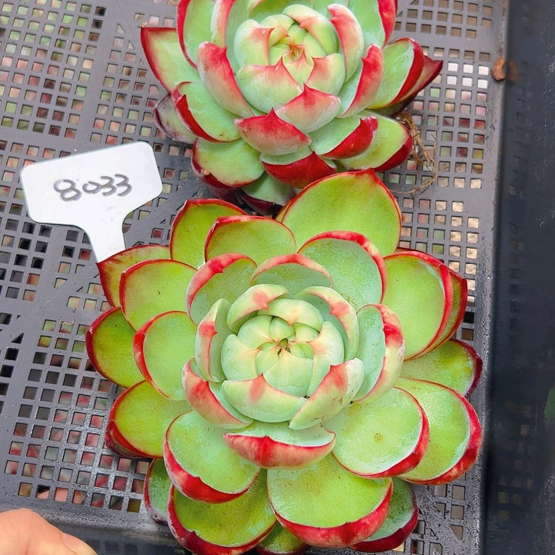 惊鸿仙子两颗8033号