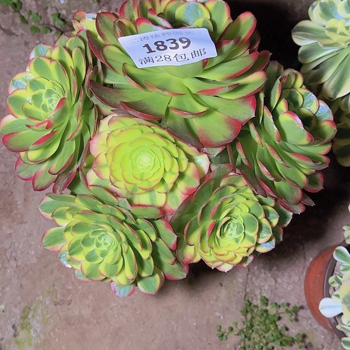 1839奶白多肉植物老桩